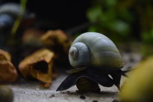 Caracol Misterioso Azul: Guía de Cuidados + Dónde Comprar (Pomacea Diffusa) (con Imágenes)