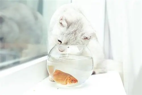 Cat Goldfish