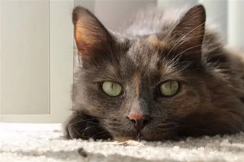 un chat écaille dilué à la maison