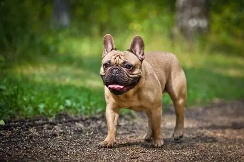 Croissance du bouledogue français & Tableau de poids (du chiot à l'adulte)