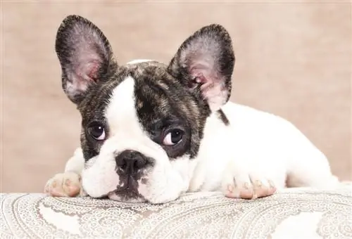 French bulldog