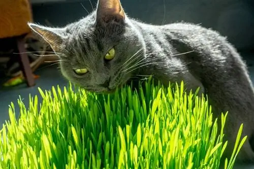 Bisakah Kucing Makan Rumput Gandum? Apa yang perlu Anda ketahui