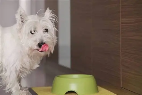 Chien West Highland White Terrier à la maison en train de manger_alejandro rodriguez_shutterstock