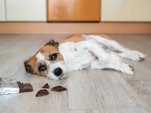 anjing terrier dengan cokelat_Sonja Rachbauer_shutterstock