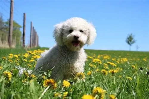 Havapoo (Havanese & Poodle Mix): Информация, картинки, факты