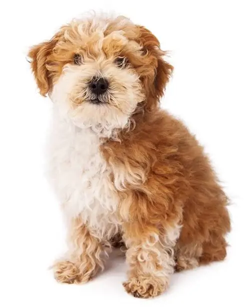 Havanese thiab Poodle crossbreed menyuam dev