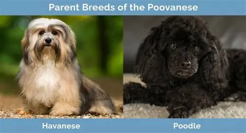 Poovanese vanemtõud