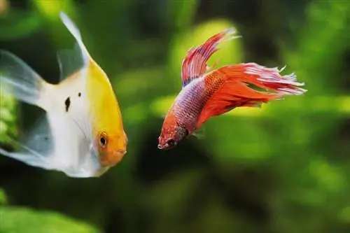 akvariumda betta və mələk balığı birlikdə