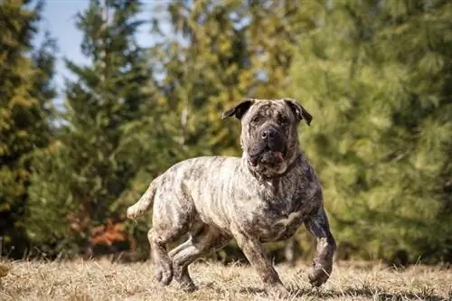 Dogo Canario