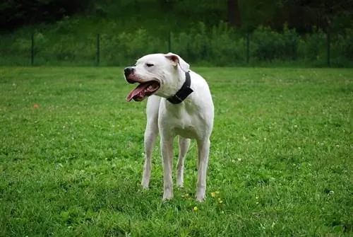 Dogo Argentino vəhşi təbiətdə