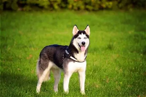 Siberiese Husky Hond