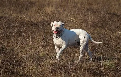 Skott Amerika buldogi