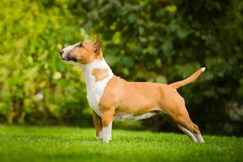 bull terrier stojący na trawie