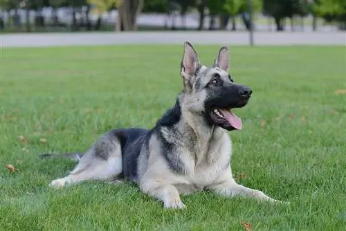 Silver Sable German Shepherd