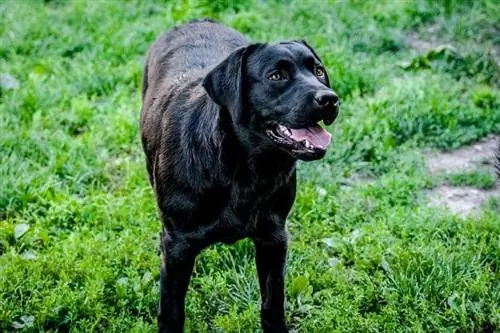 nëntë muaj i zi Labrador_pixelaway_shutterstock