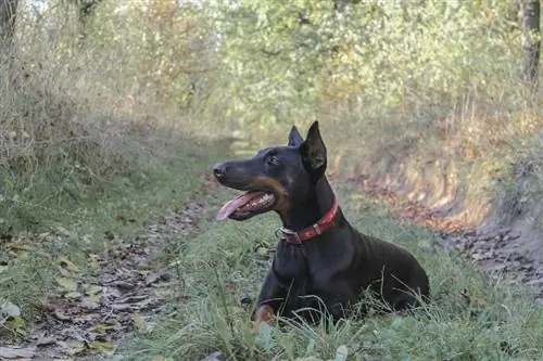 Dobermanski pinč z iztegnjenim jezikom