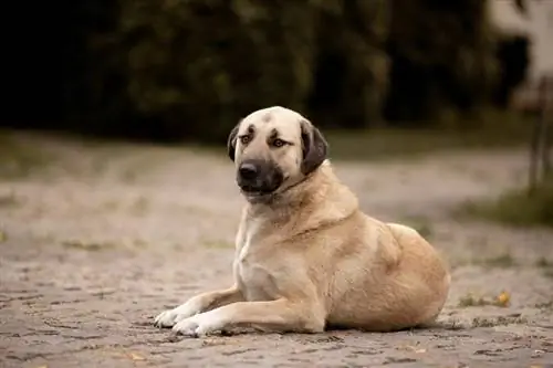 asong kangal