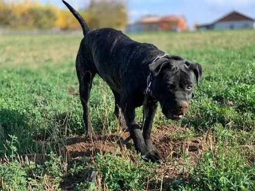 Perro de presa