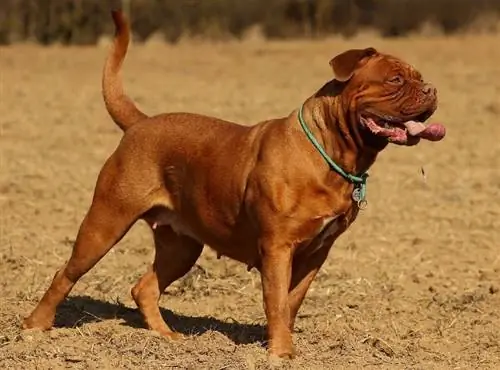 Dogue de Bordeaux na zewnątrz