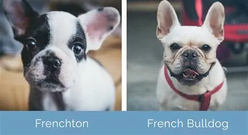 Frenchton vs Bulldog francés uno al lado del otro