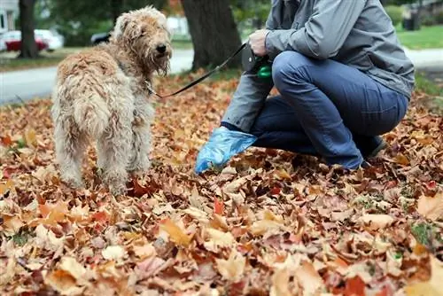 nettoyer les crottes de chien