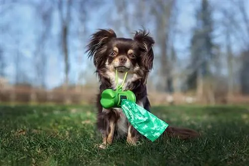 chihuahua amb bossa d'escombraries