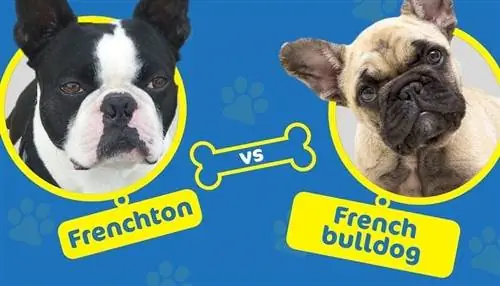 Frenchton kundër bulldogut francez: Cili është ndryshimi?