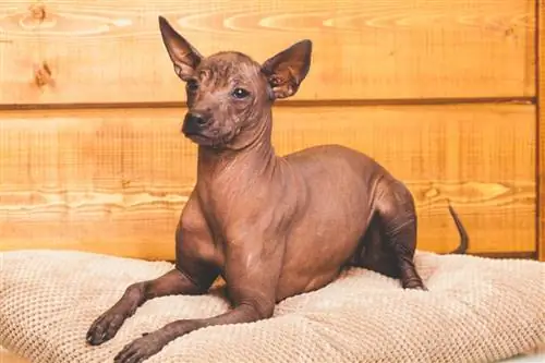 Xoloitzcuintli në miniaturë