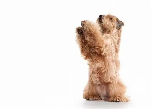 Ирландиялык жумшак капталган буудай terrier_dien_shutterstock