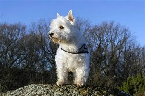 terrier i bardhë i malësisë perëndimore që qëndron mbi një formacion shkëmbor