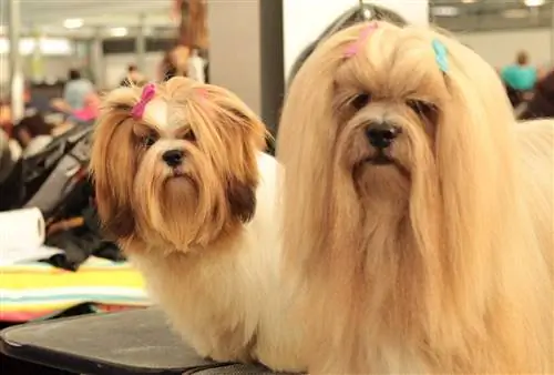 cabelo comprido lhasa apso