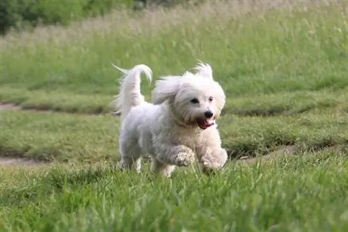 Coton de Tulear dışarıda koşuyor