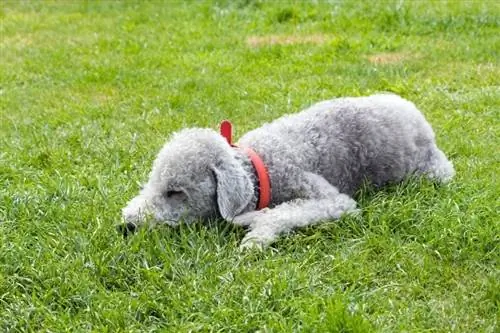 Bedlington terrier na natutulog sa damuhan