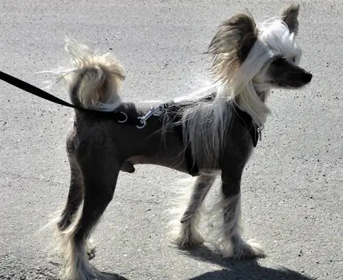 Chinese Crested hund stående