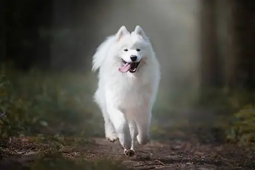 samoyed الكلب يركض في الغابة