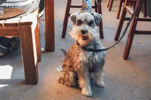 Schnauzer-dog-in-pub