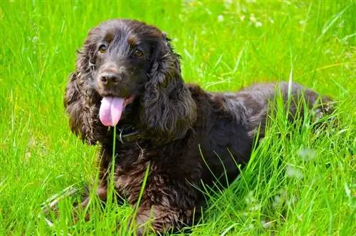 Spaniel nước Ireland điển hình_Nikolai Belyakov_shutterstock