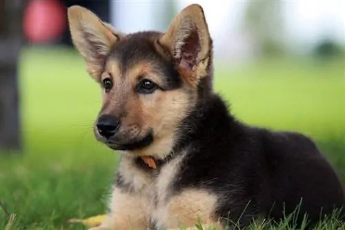 ob xim German shepherd menyuam dev