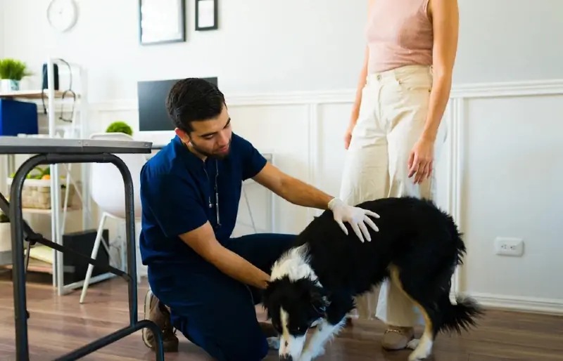 veterinario examinando un perro border collie