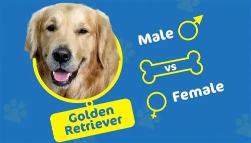 Manlike vs Vroulike Golden Retriever: Wat is die verskil (met prente)