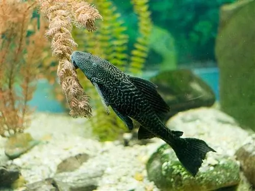 pleco suv o'tlarini yeydi