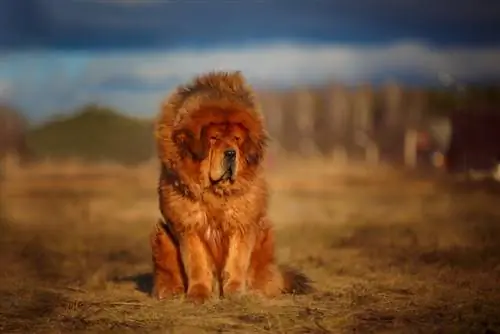 Tibetansk mastiff