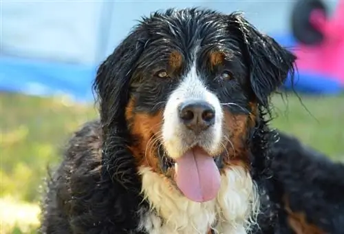 Ορεινός σκύλος Bernese