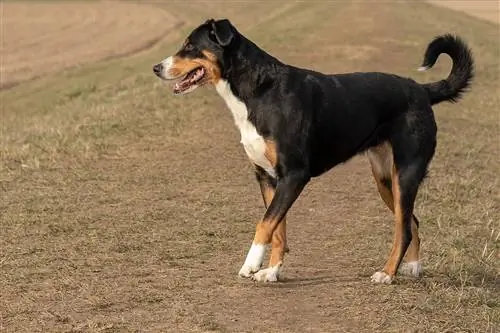 Anjing Gunung Entlebucher