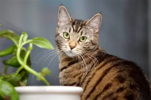 gato atigrado con planta de casa