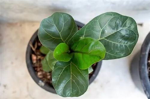 Ovatko Fiddle Leaf -viikunat myrkyllisiä kissoille? Kissasi turvassa