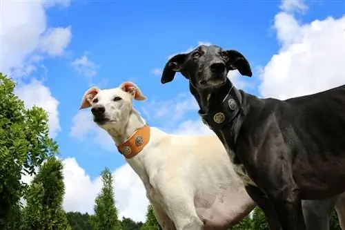 11 honde wat soortgelyk is aan windhonde (met foto's)