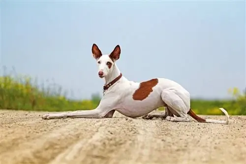 Ibizan Hound շունը պառկել է ճանապարհի վրա, դաշտային_dragonika_shutterstock-ում