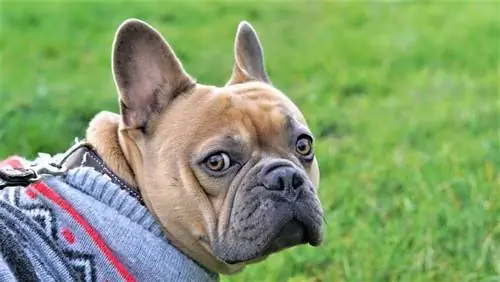 Preppy Franse Bulldog in trui