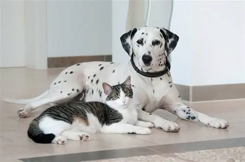 'n Oulike tabby kat en 'n Dalmatiese hond wat langs mekaar lê